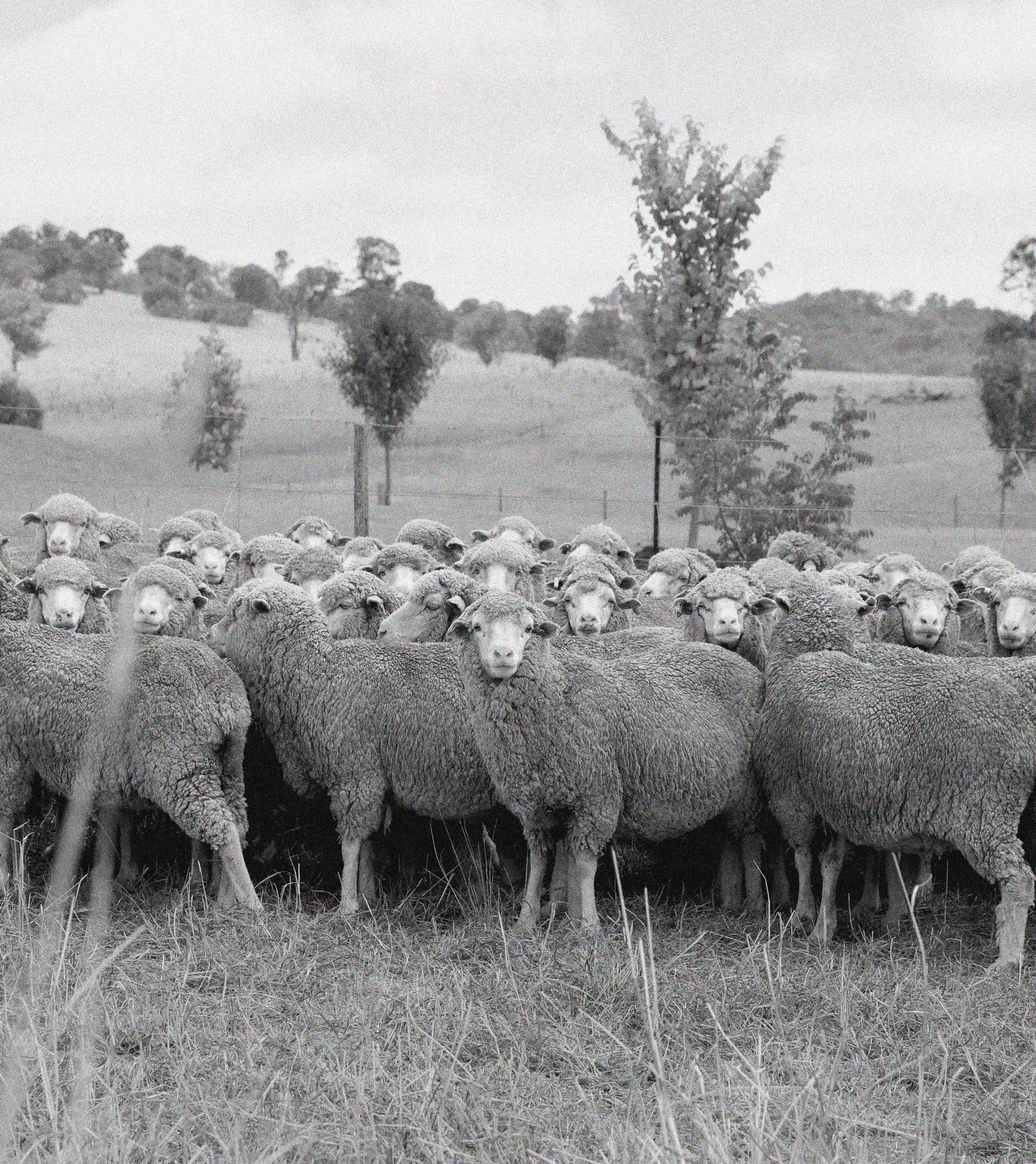 A flock of sheep in a green field.