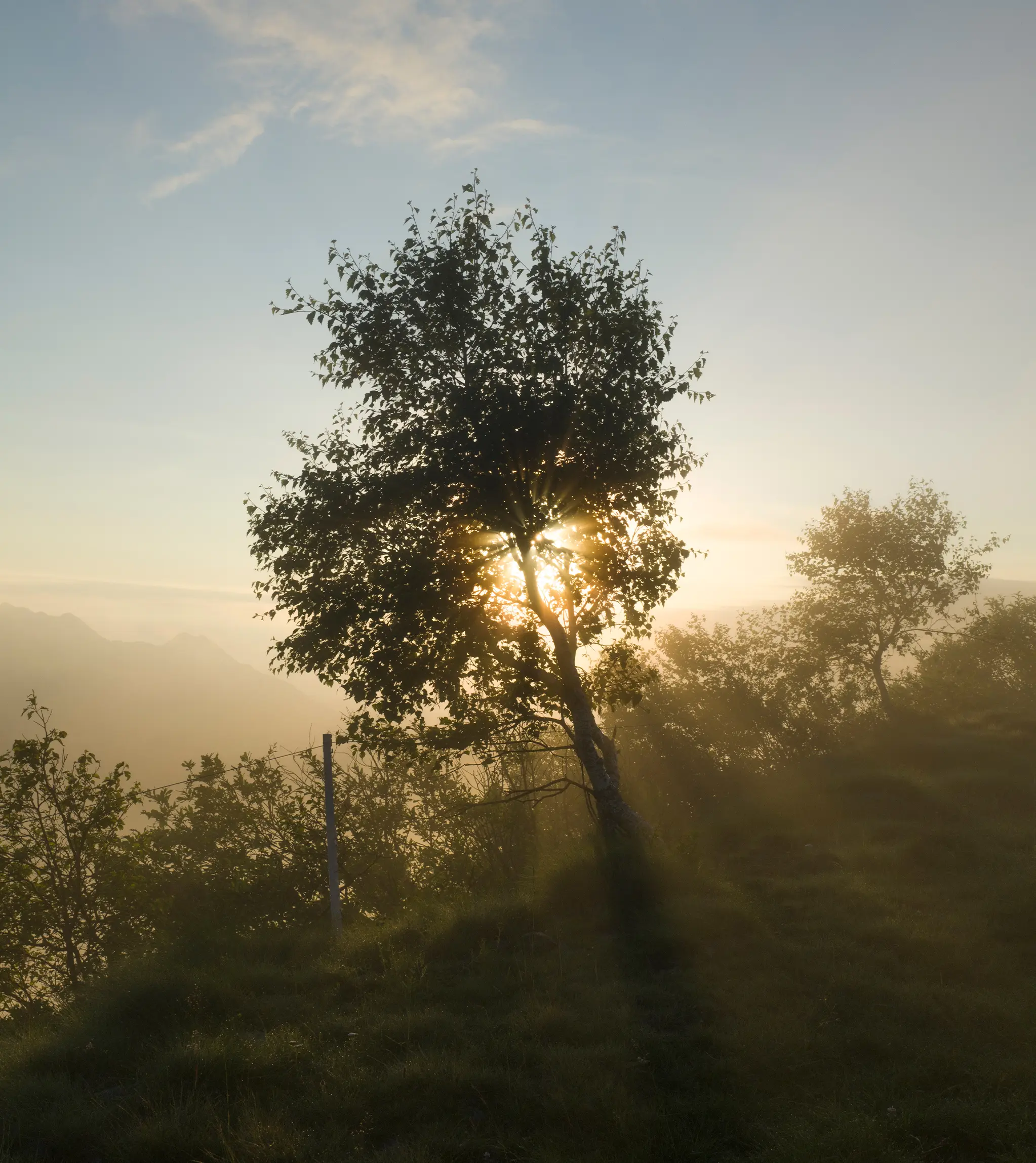 Sonnenaufgang durch einen Baum in der Oasi Zegna, mit einer Bergkulisse im Hintergrund.